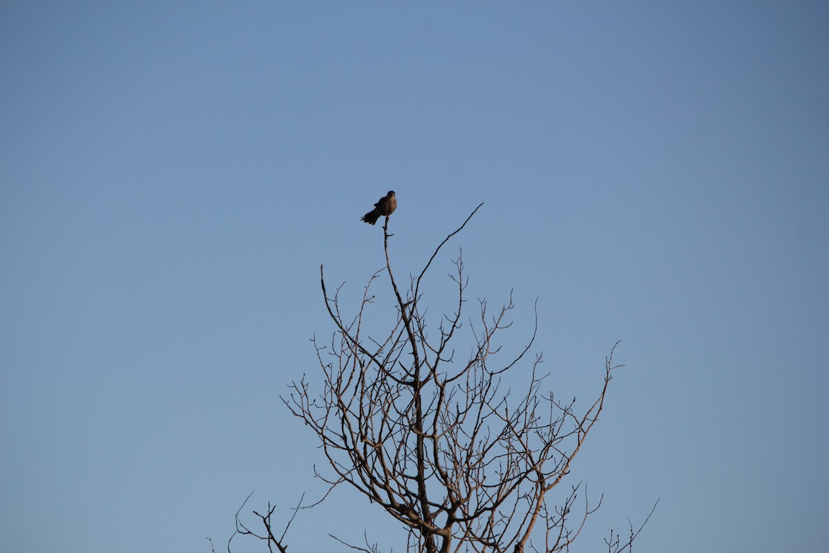 American Kestrel - ML46440741