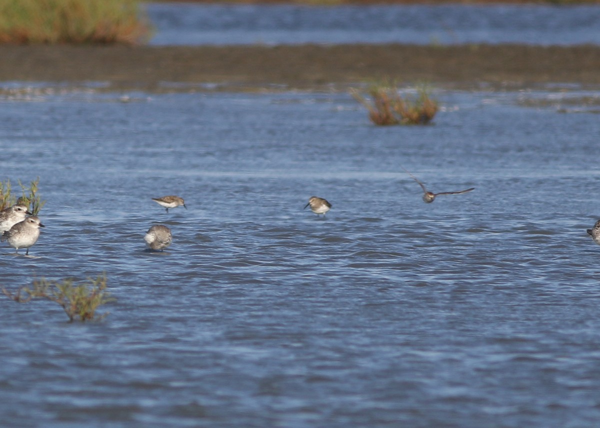 Correlimos Común - ML464410451