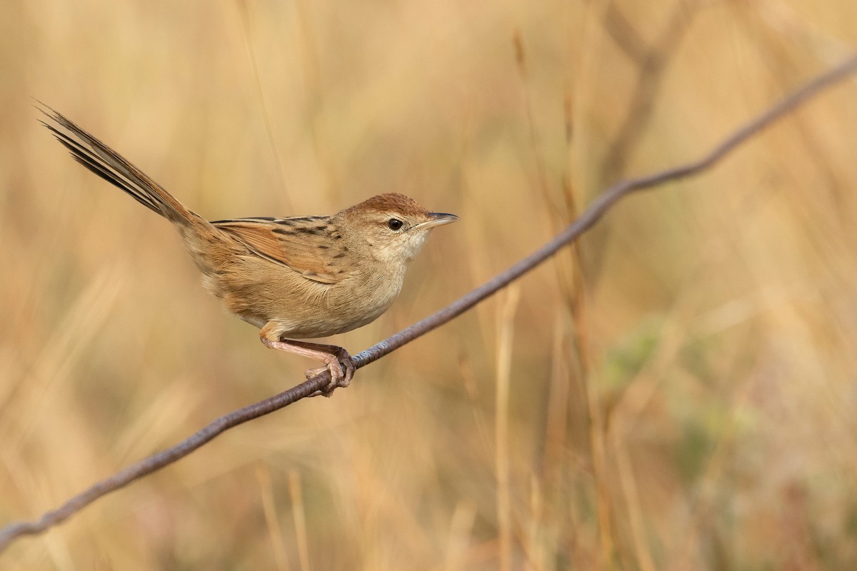 Tawny Grassbird - ML464410851