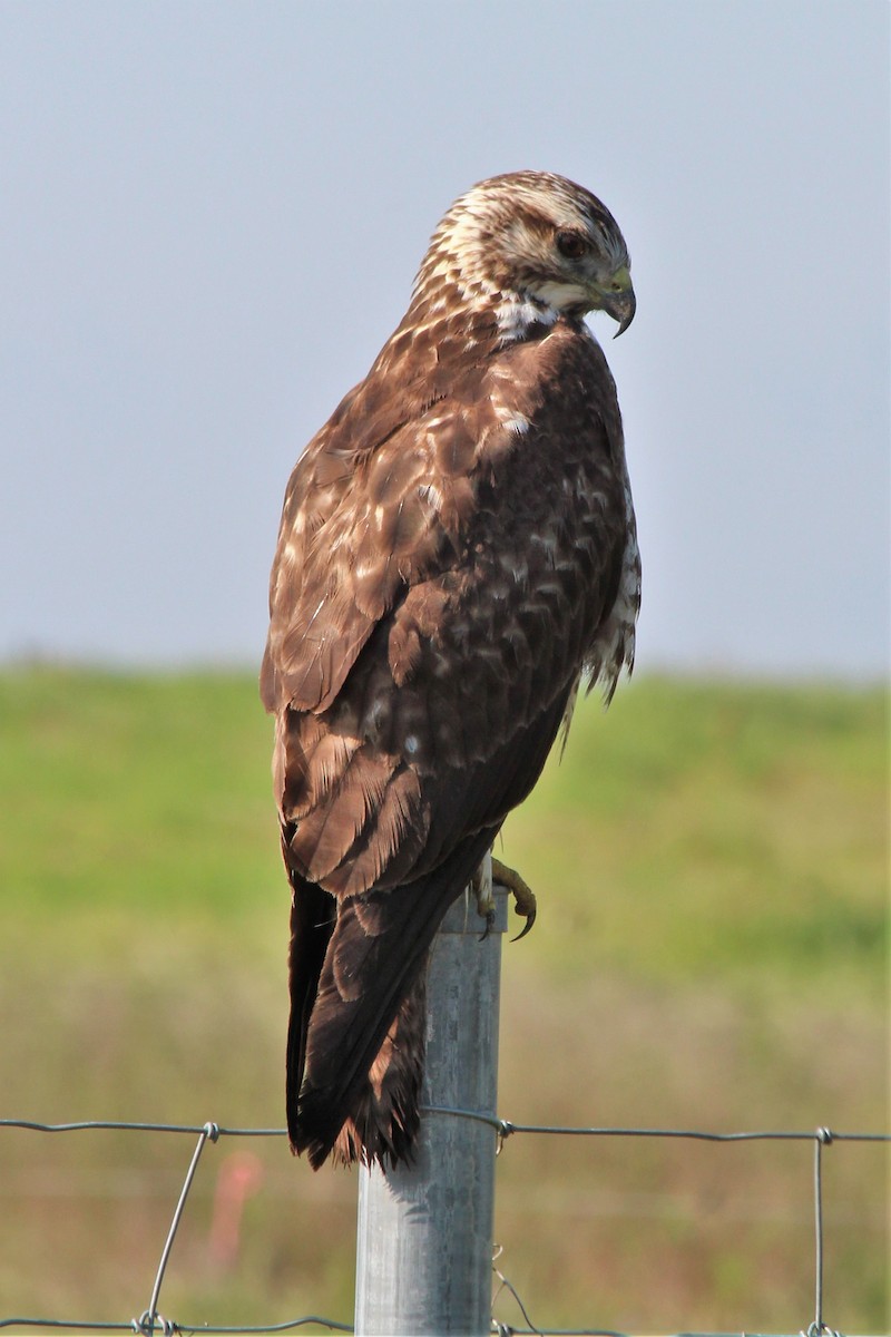 Accipitridae sp. (hawk sp.) - ML464411601