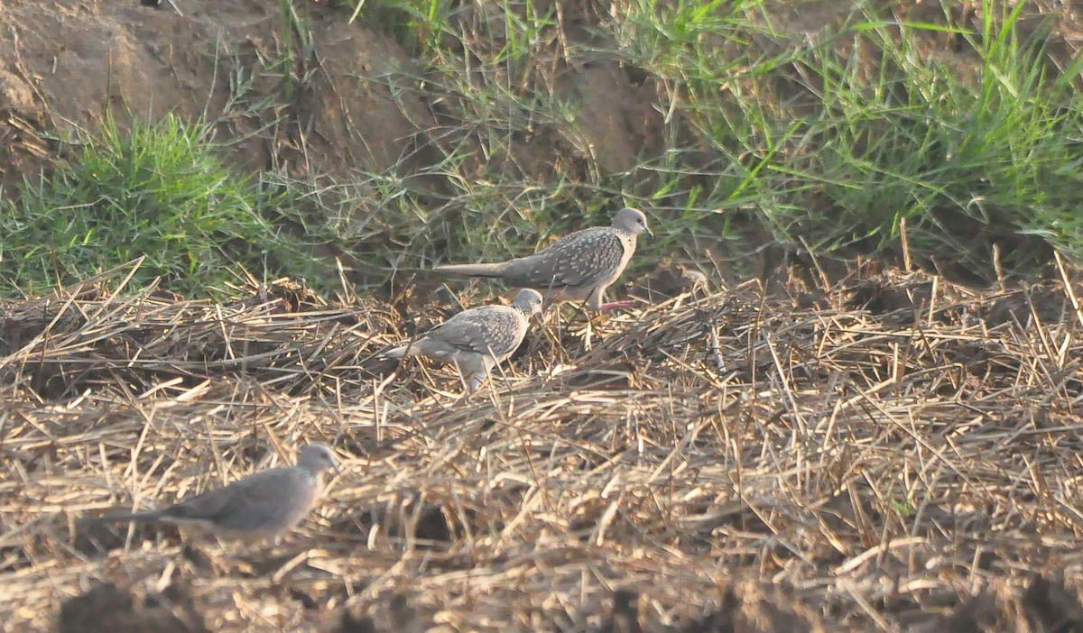 Spotted Dove - ML464412521