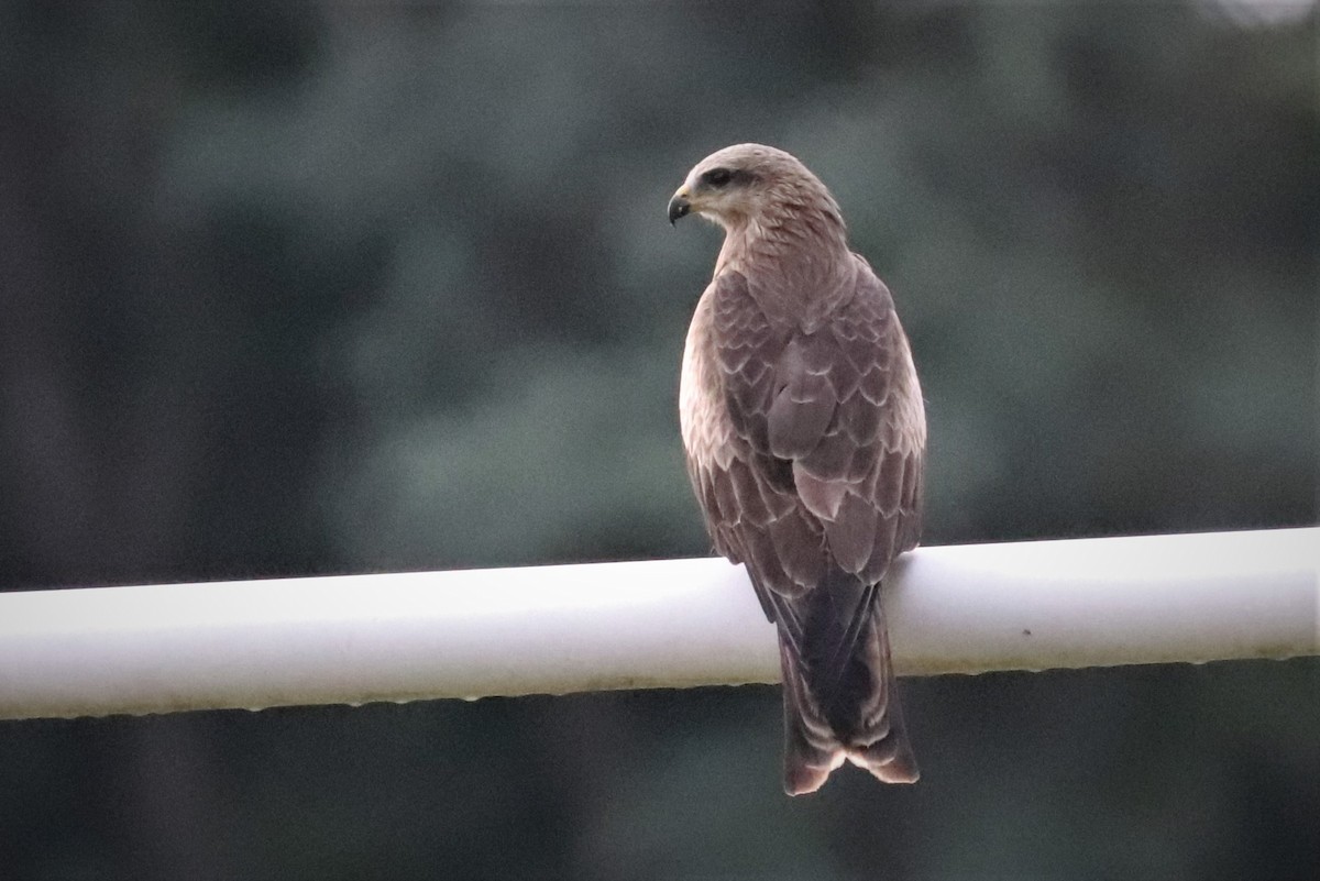 Black Kite - ML464413121