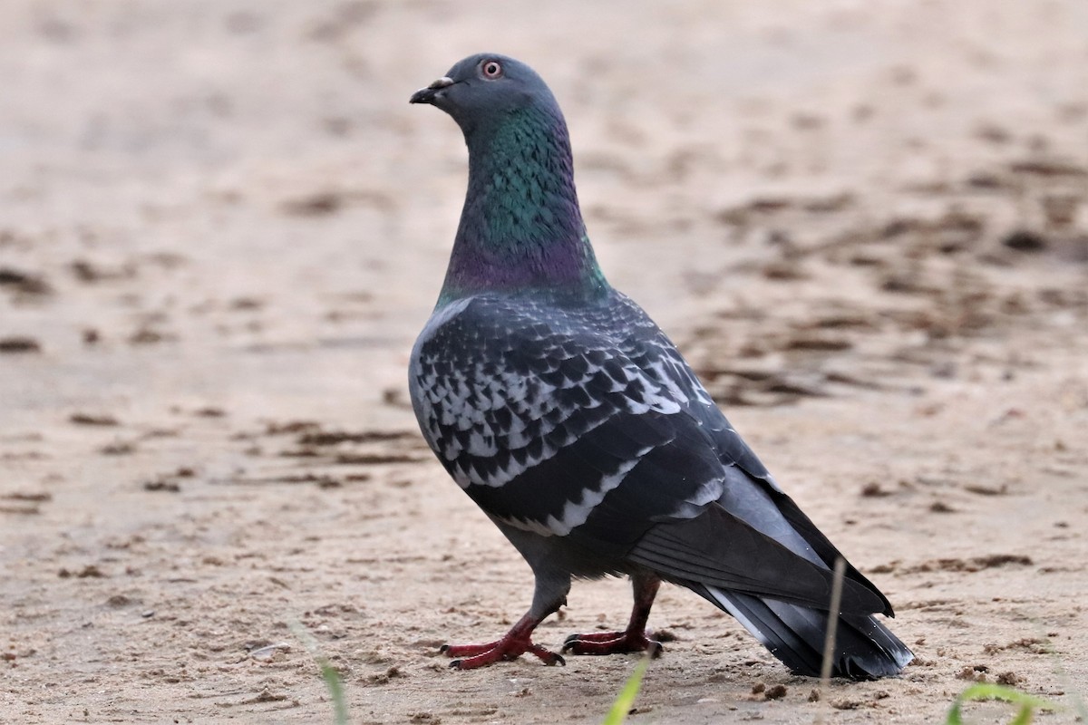 Rock Pigeon (Feral Pigeon) - ML464413161