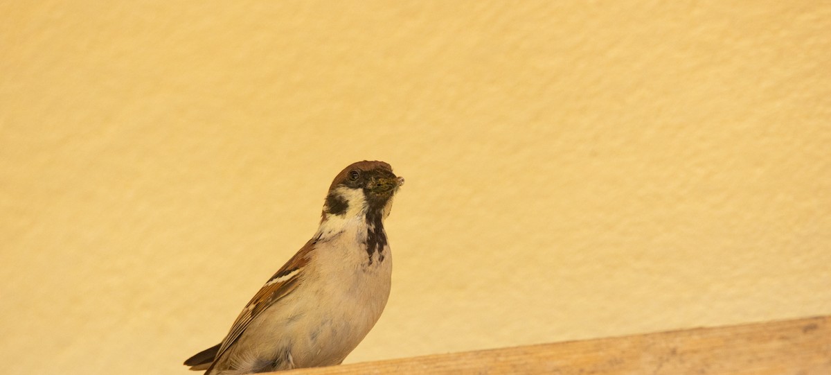 Eurasian Tree Sparrow - ML464413441