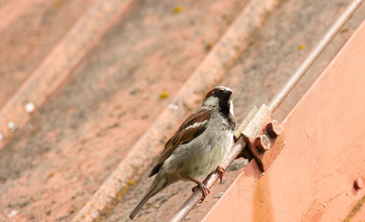 House Sparrow - ML464413621
