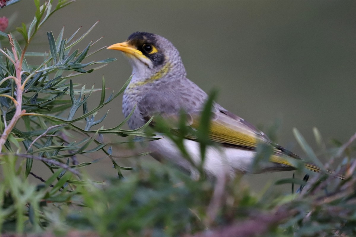 Yellow-throated Miner - ML464413801