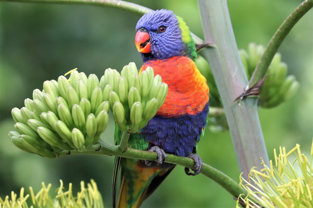 Rainbow Lorikeet - ML464413991