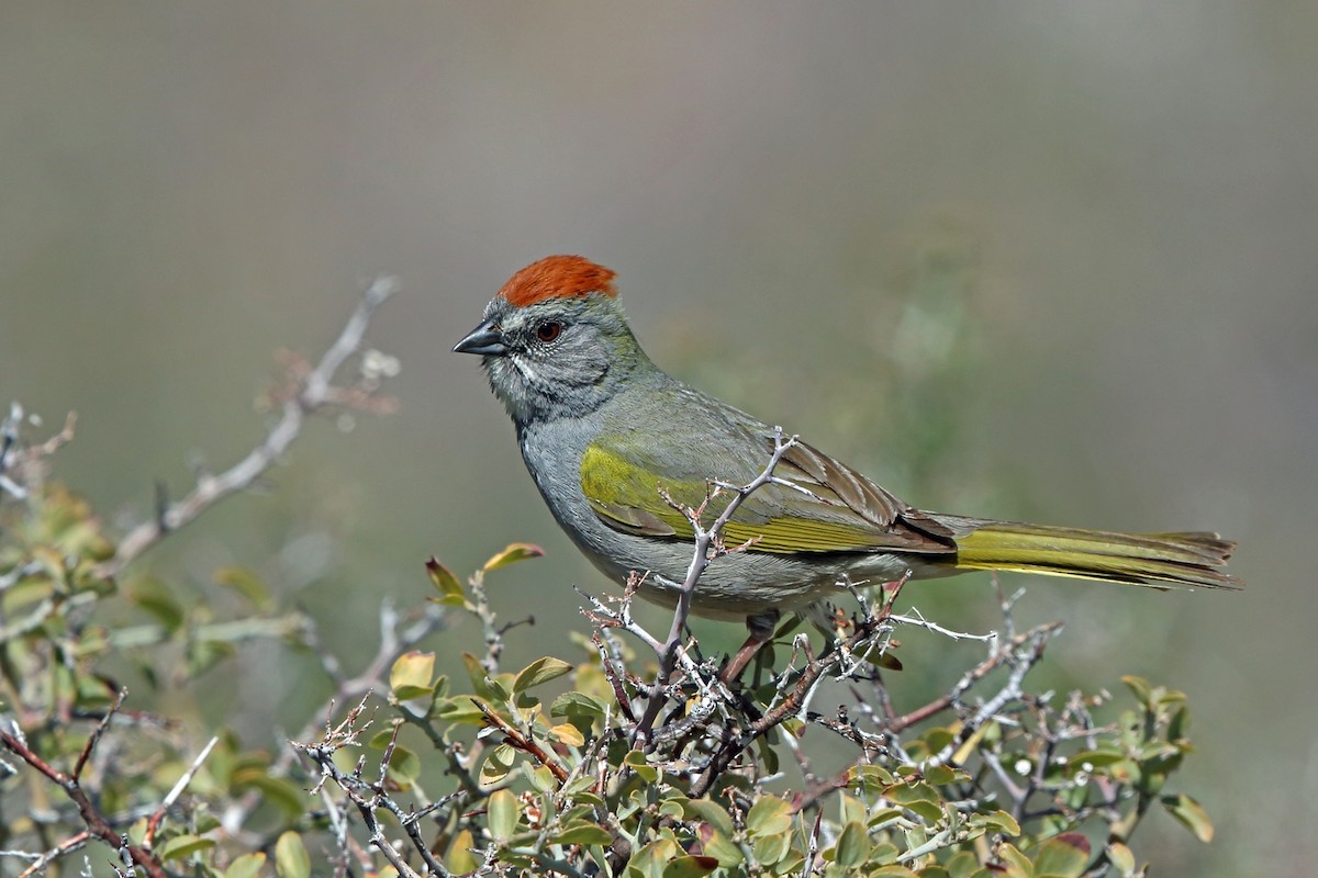 Green-tailed Towhee - Nigel Voaden