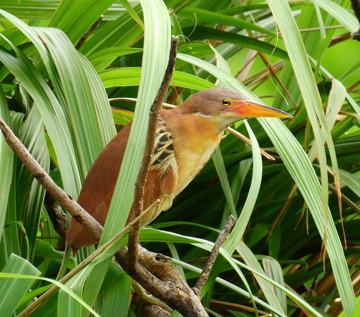 Cinnamon Bittern - ML464414141