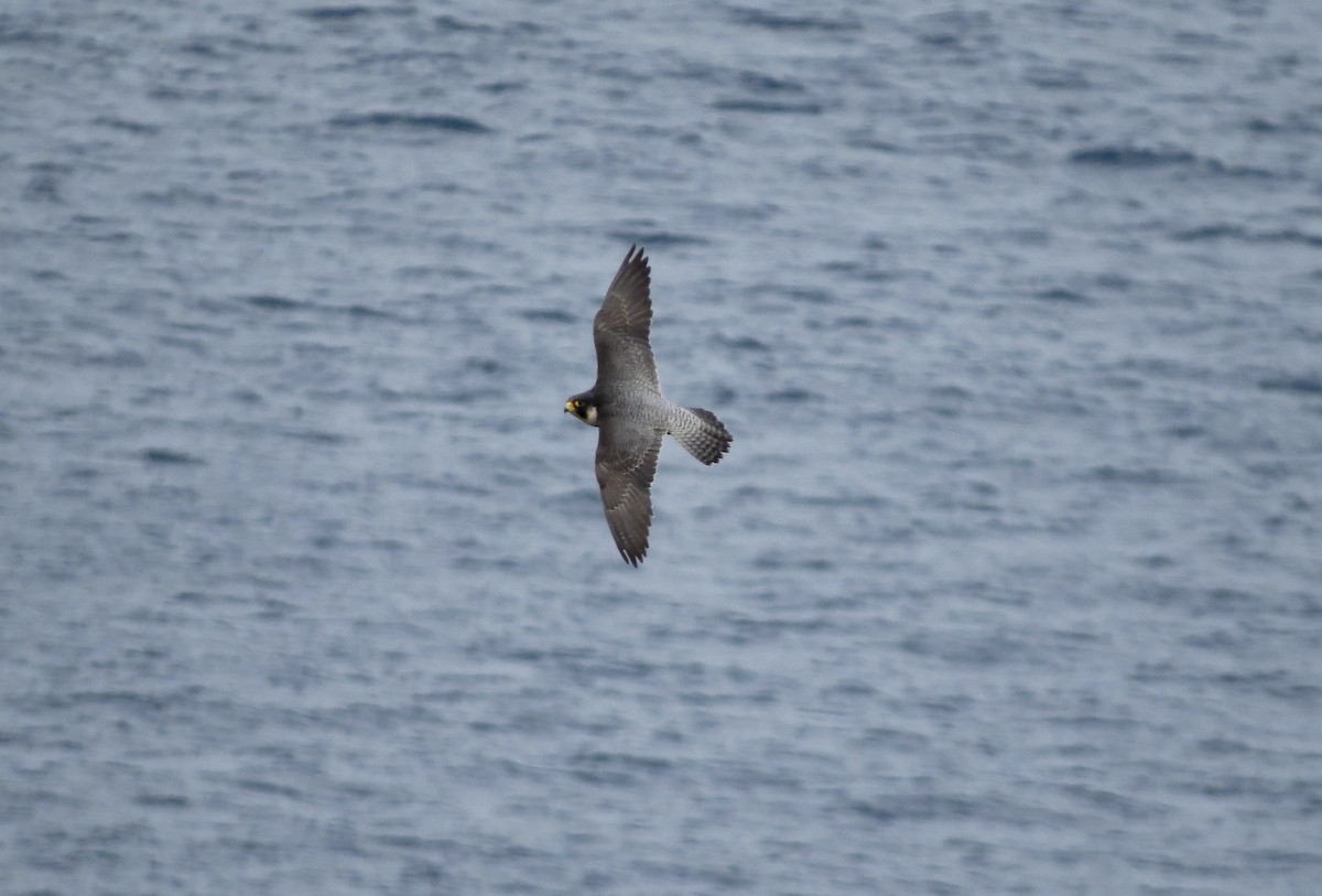 Peregrine Falcon - ML464414221