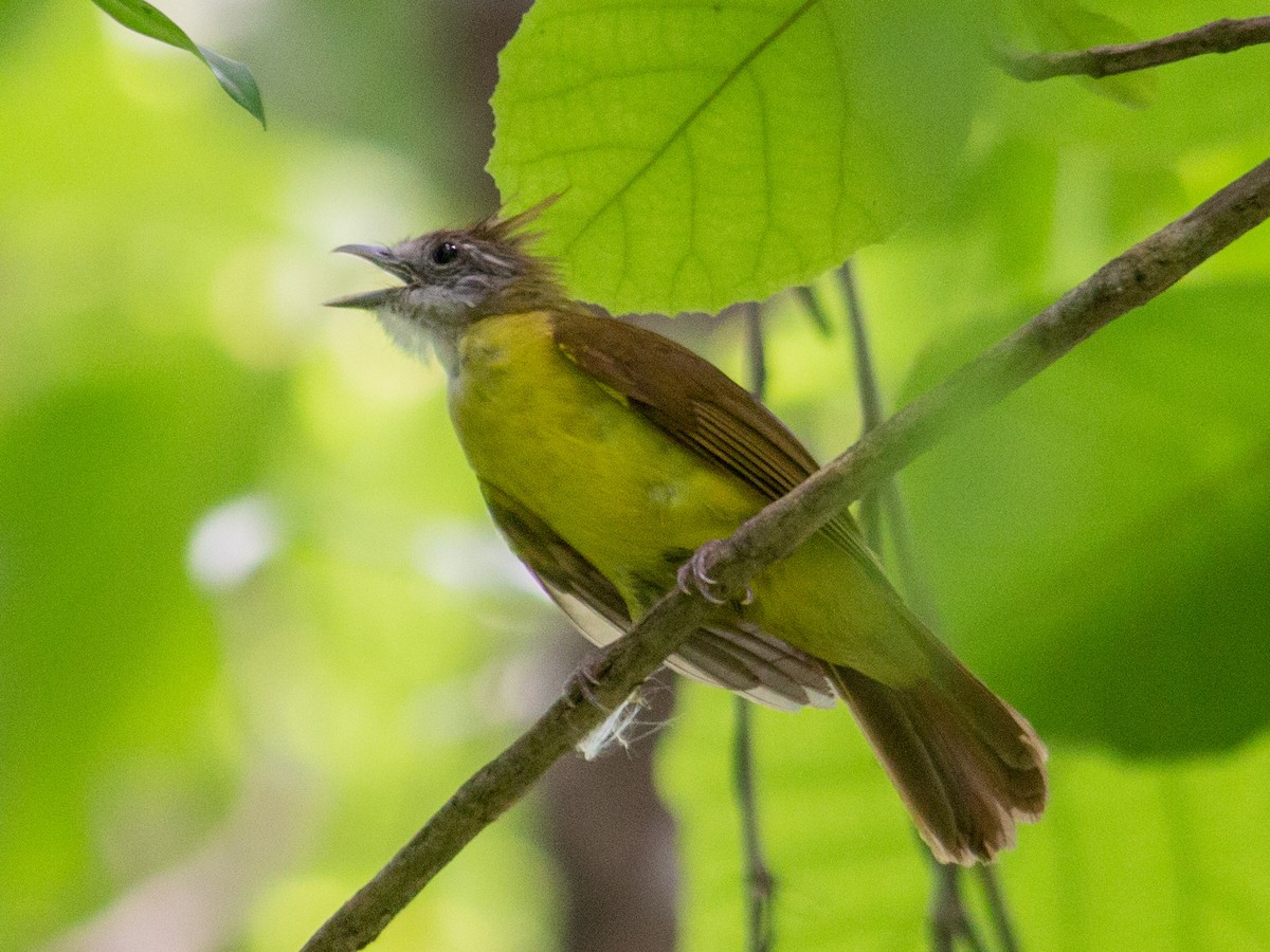 White-throated Bulbul - ML464416211