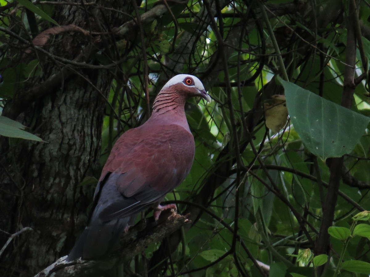 Pale-capped Pigeon - Dipak  Sinha