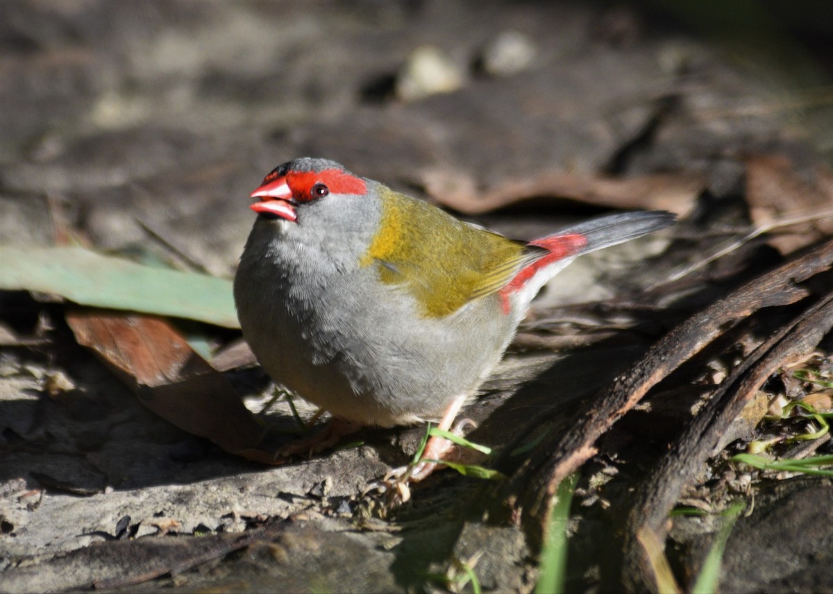 Red-browed Firetail - ML464416931
