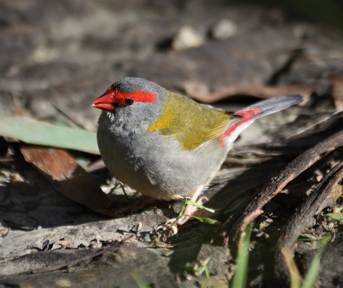 Red-browed Firetail - ML464416951