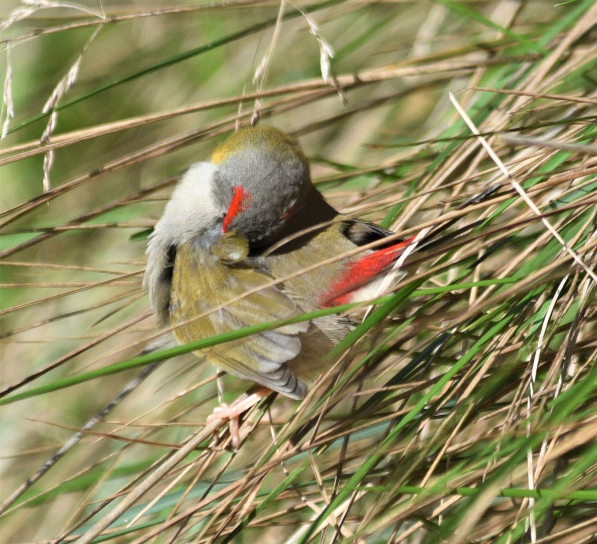 Red-browed Firetail - ML464417001