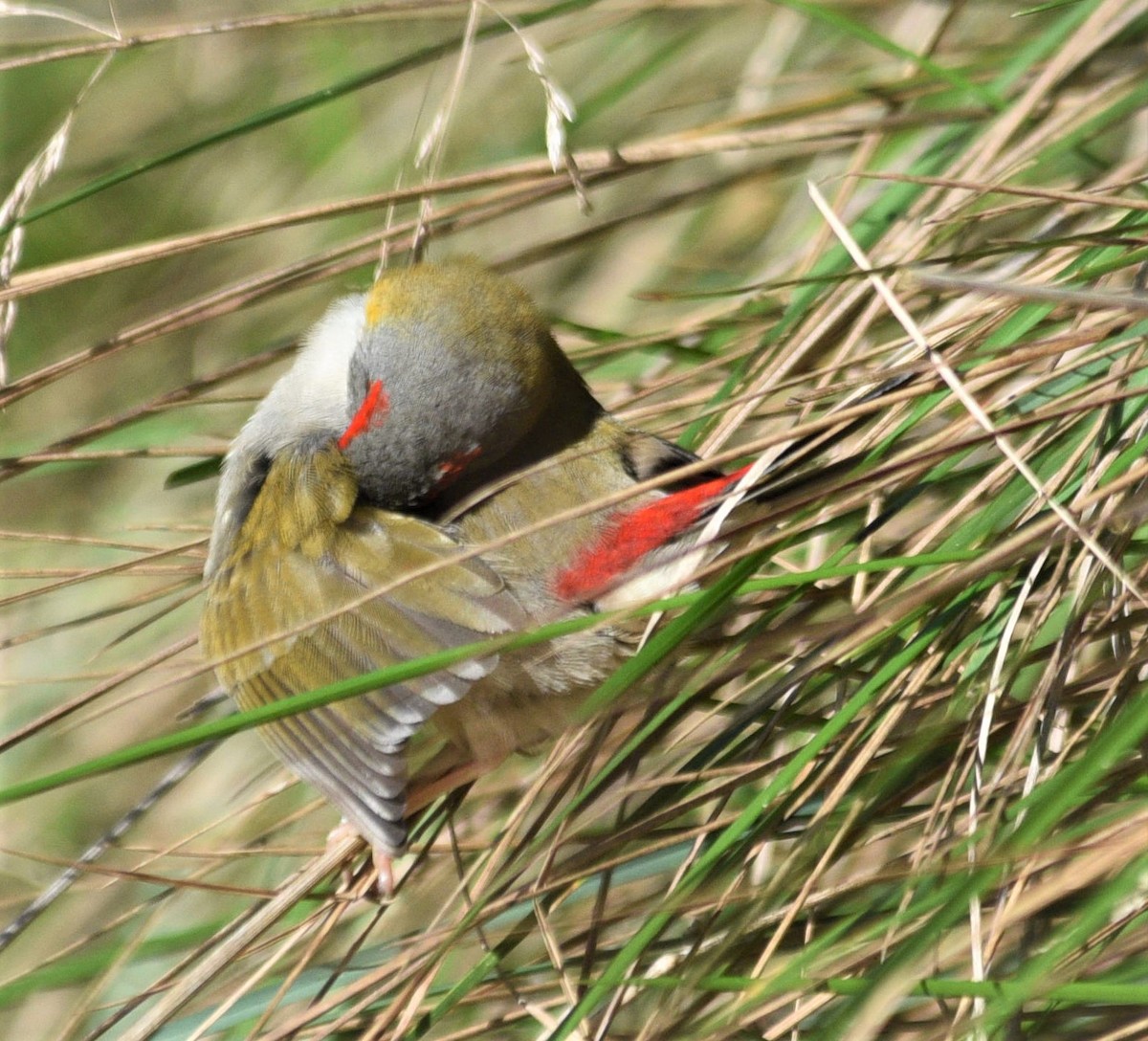 Red-browed Firetail - ML464417021