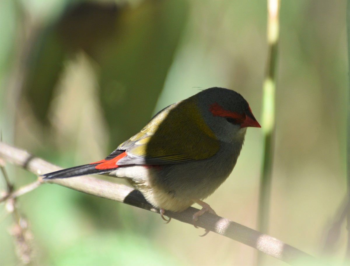 Red-browed Firetail - ML464417031