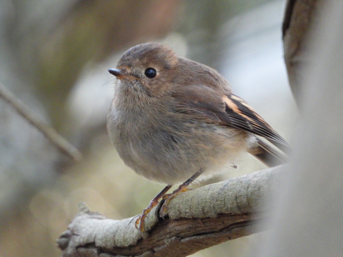 Pink Robin - ML464417661