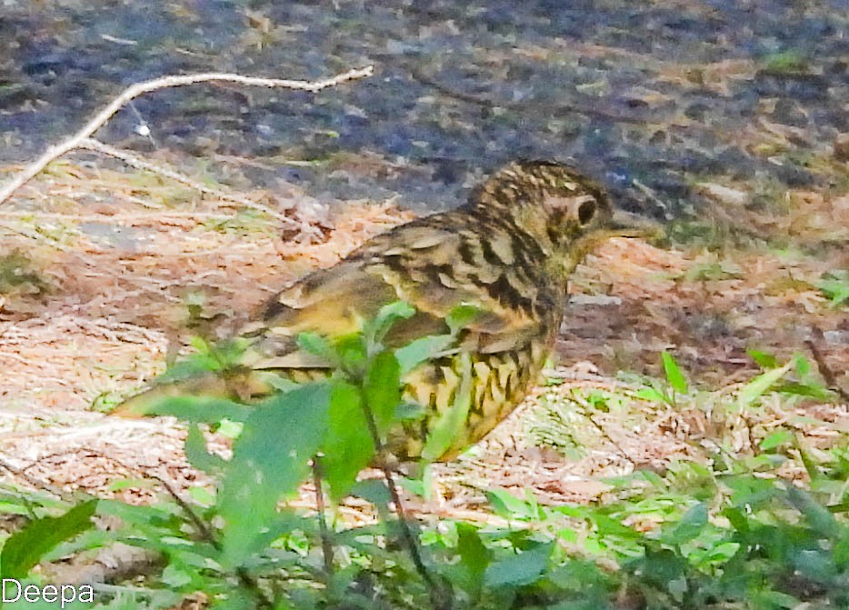 Sri Lanka Thrush - ML464417991