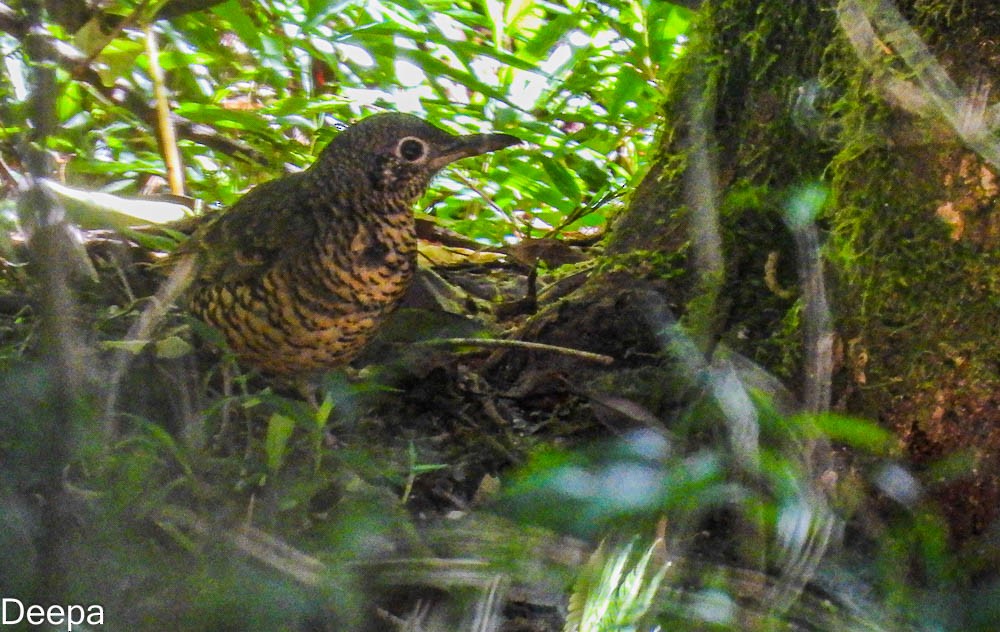 Sri Lanka Thrush - ML464418001