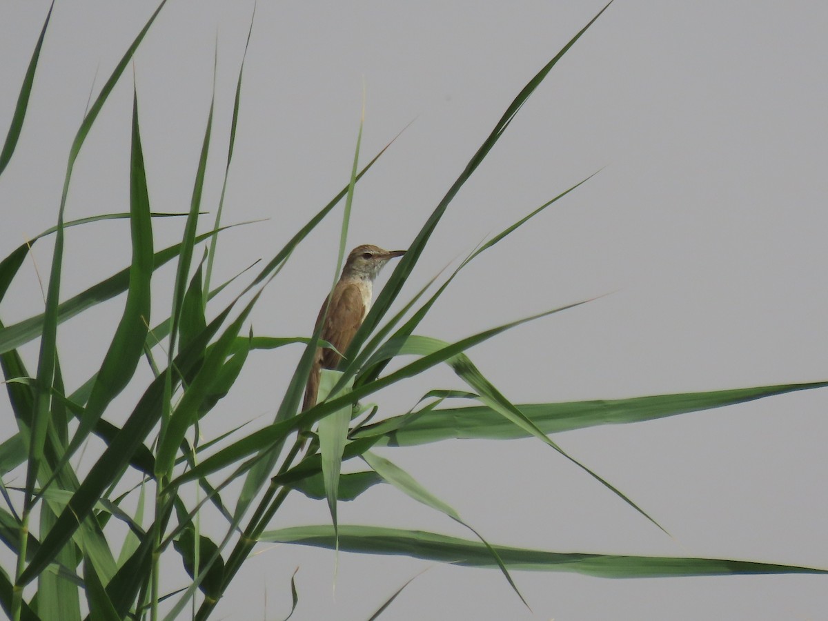 Great Reed Warbler - ML464419511