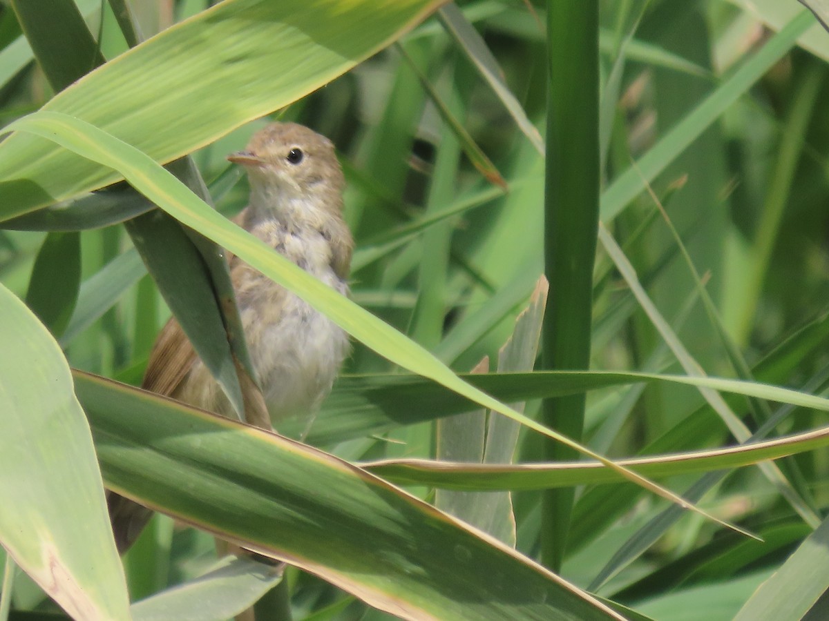 Common Reed Warbler - ML464419541