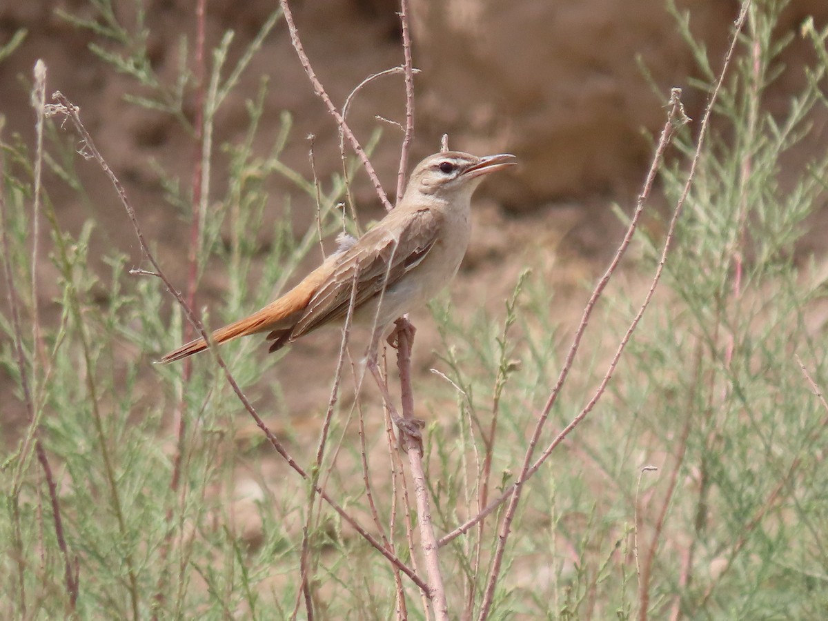 Rufous-tailed Scrub-Robin - ML464419651