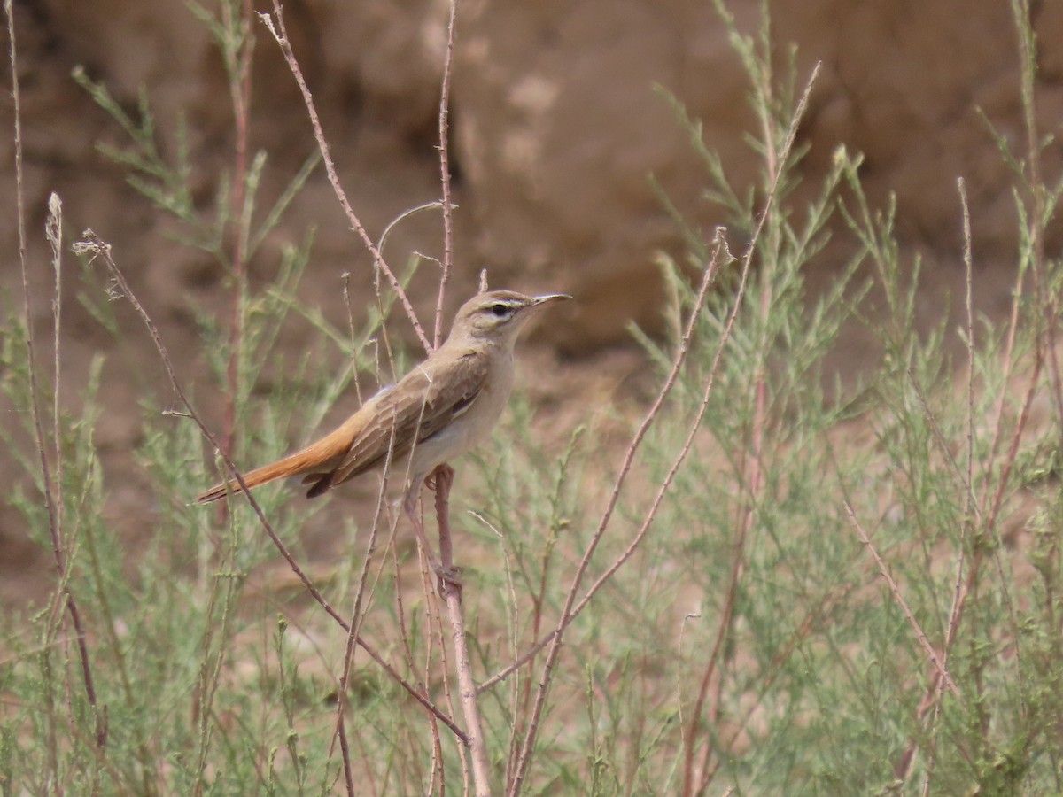 Rufous-tailed Scrub-Robin - ML464419661