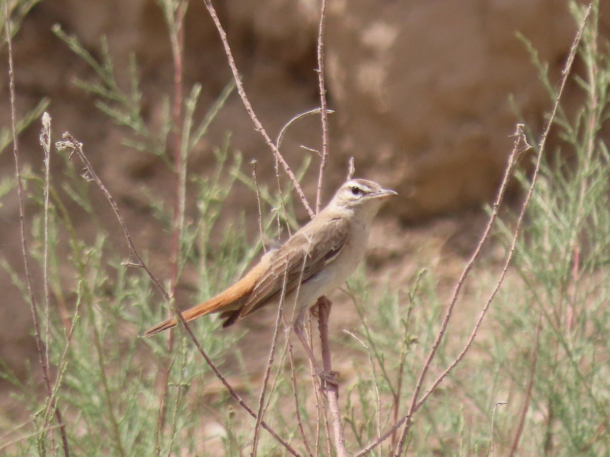 Rufous-tailed Scrub-Robin - ML464419671