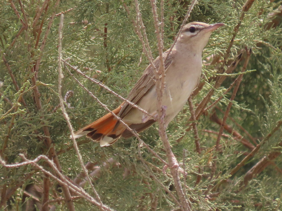 חמריה חלודת-זנב - ML464419701