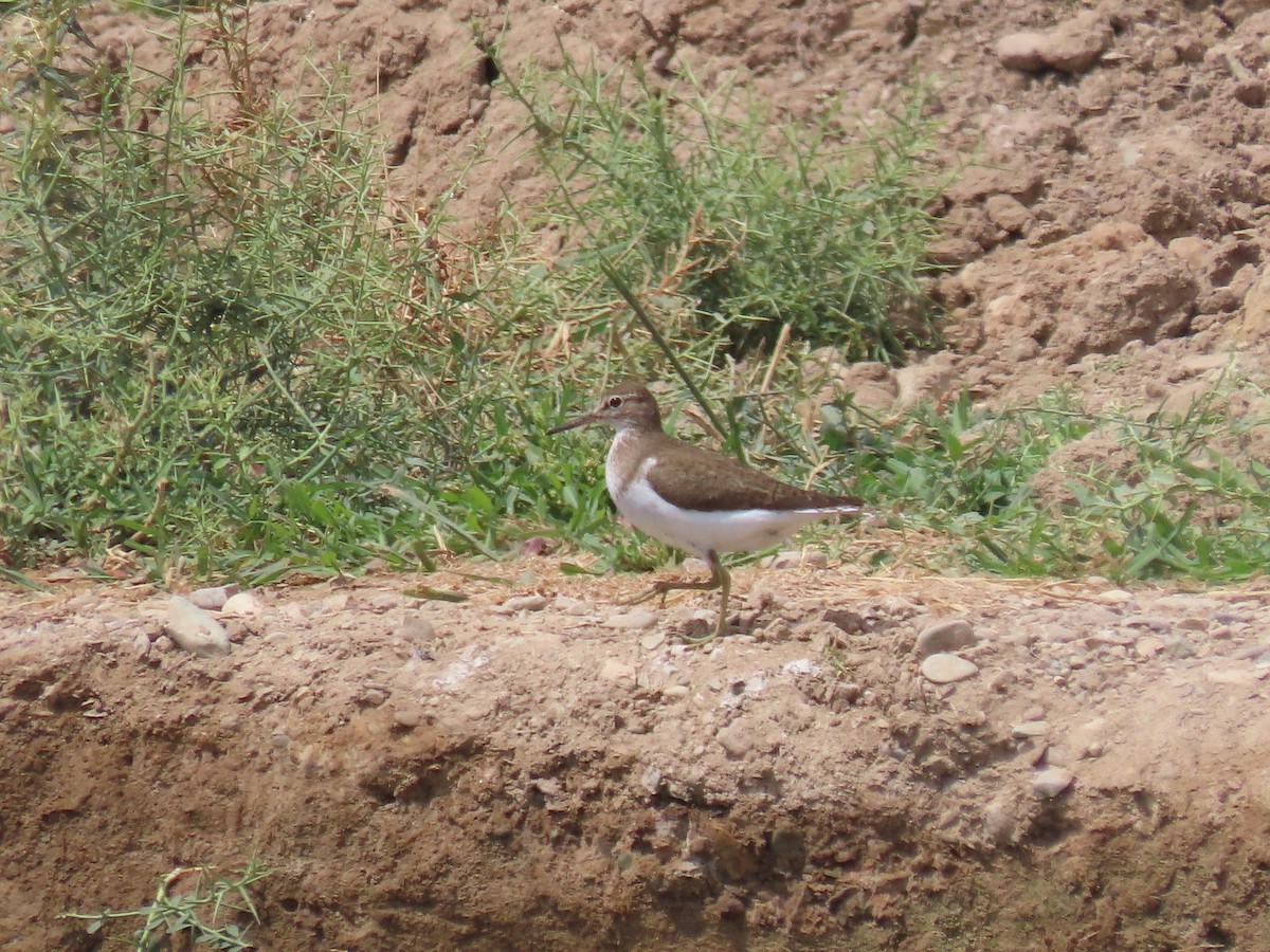 Common Sandpiper - ML464419791