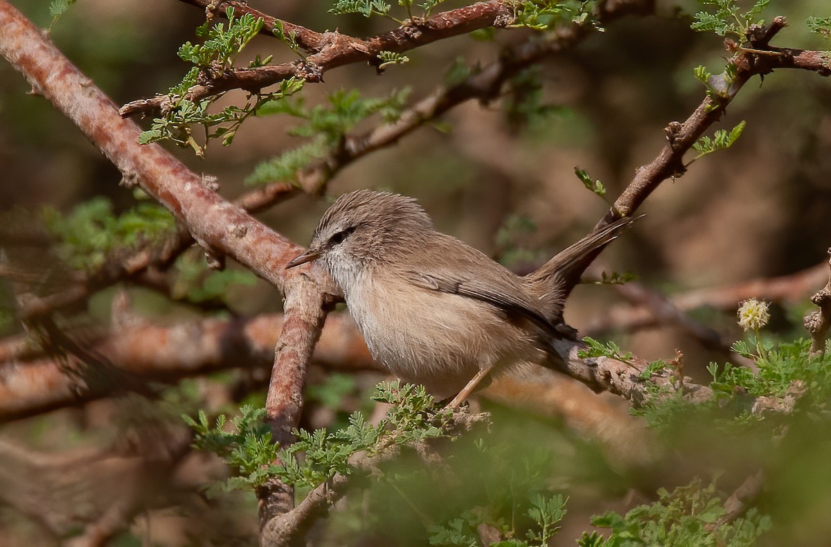 Scrub Warbler (Eastern) - ML464419871