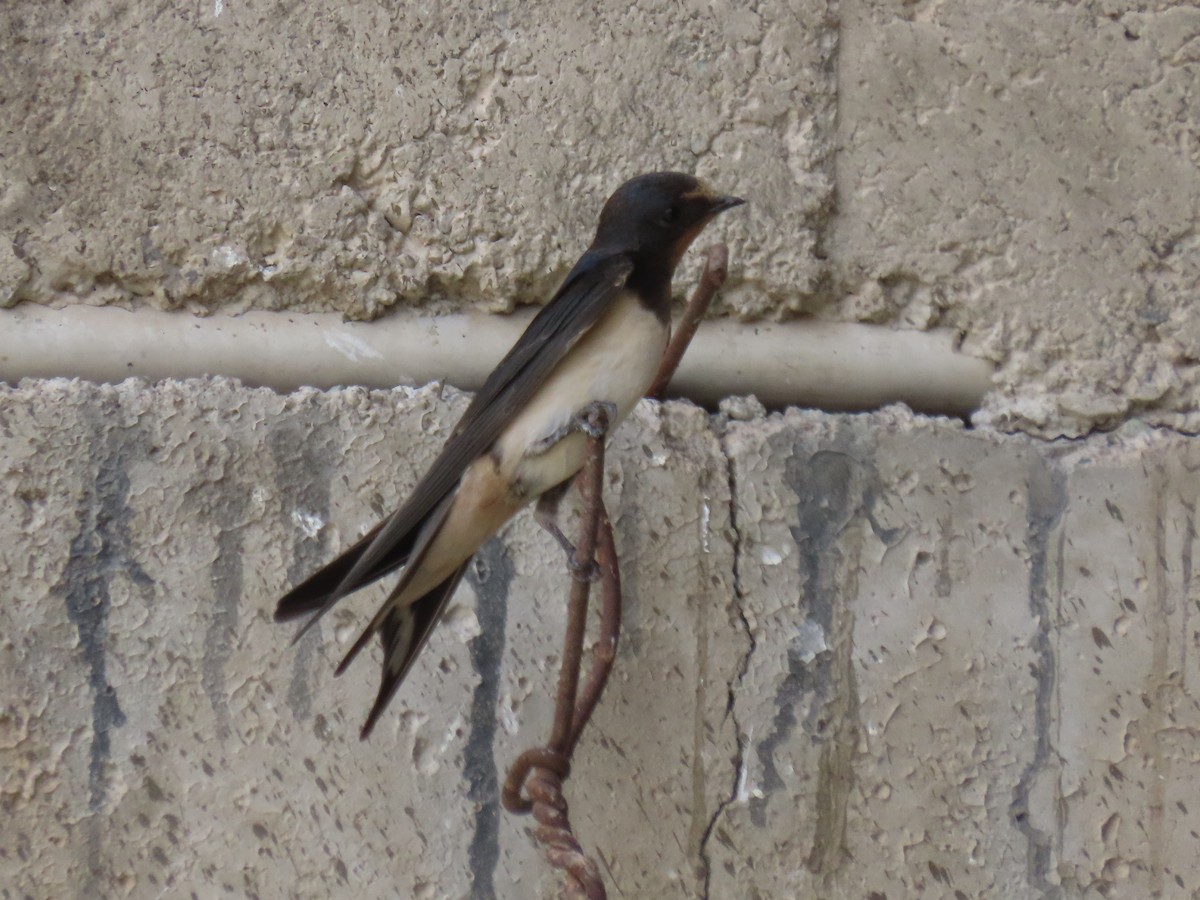 Barn Swallow - Alireza Kiani nejad