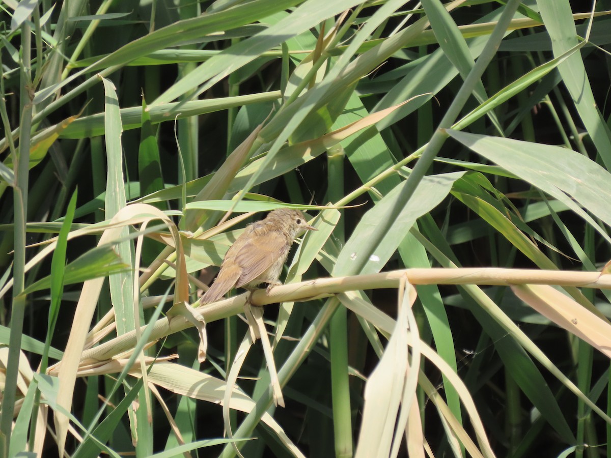 Common Reed Warbler - ML464420141