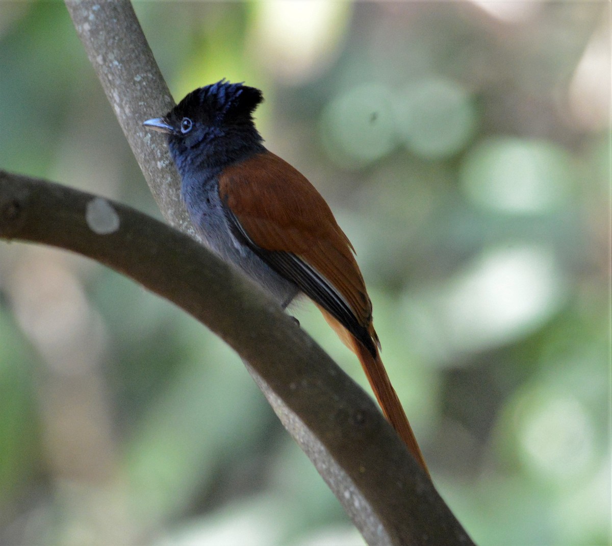 African Paradise-Flycatcher - ML464420511