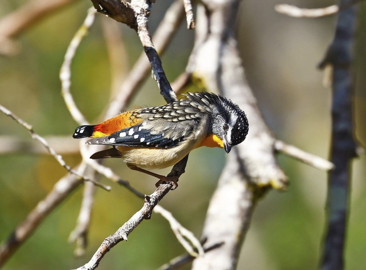 Spotted Pardalote - ML464421741