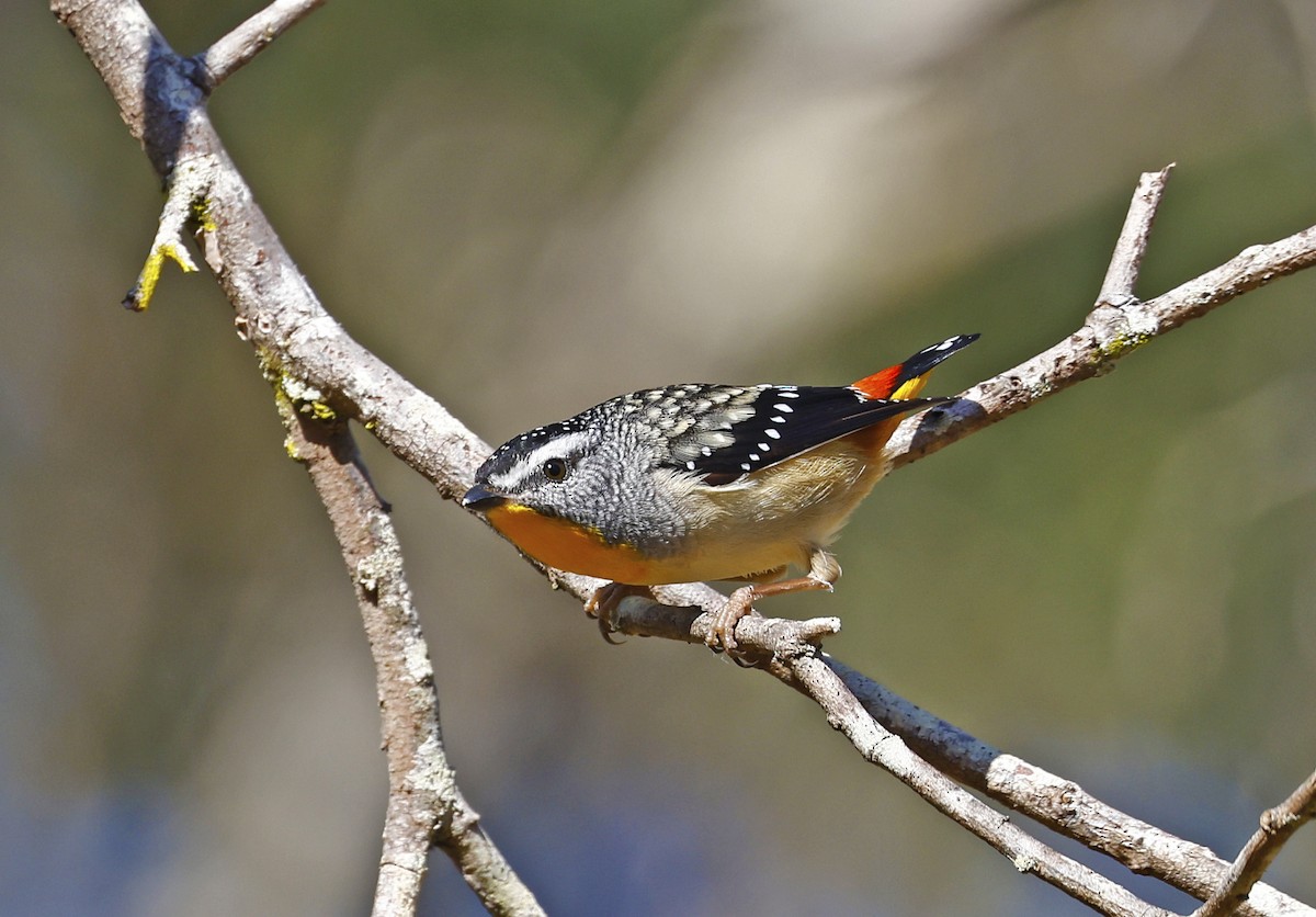 Spotted Pardalote - ML464421751