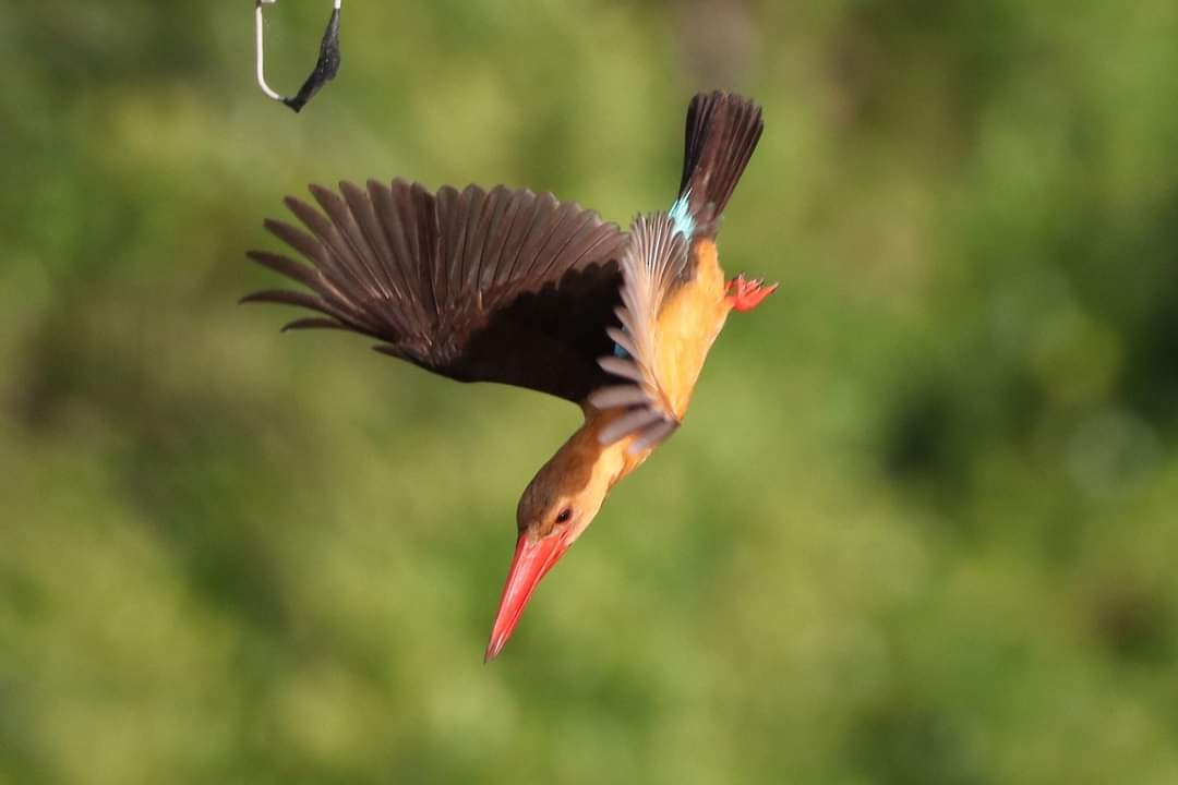 Brown-winged Kingfisher - Somkiat Pakapinyo
