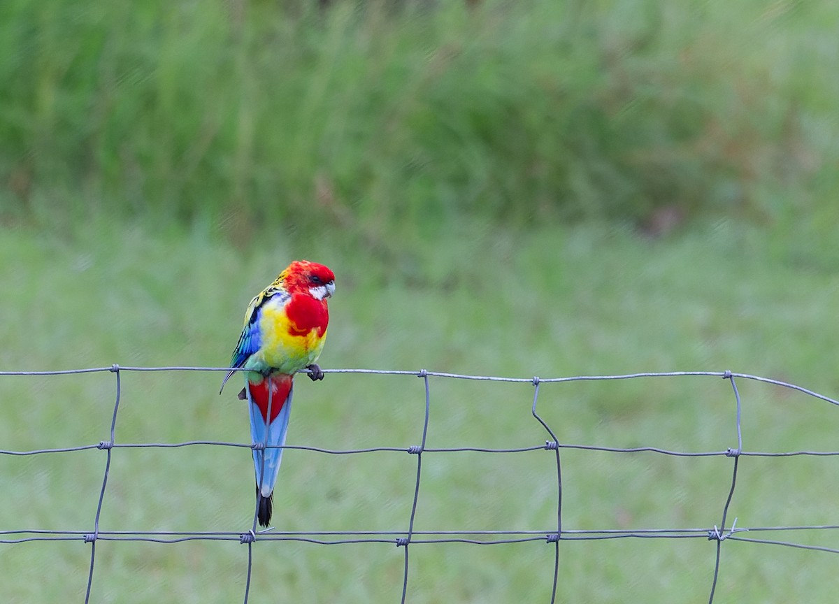 Eastern Rosella - Geoff Dennis