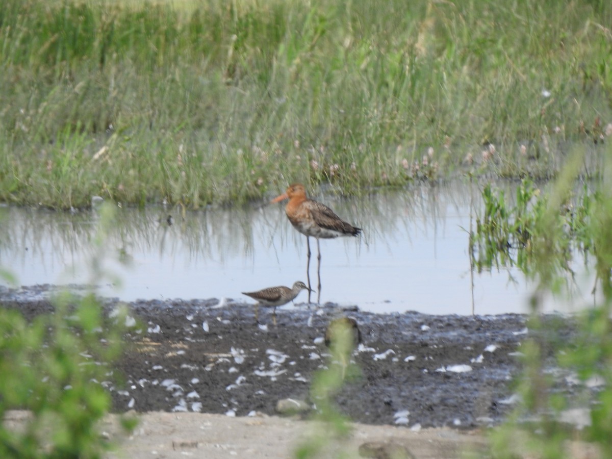 Black-tailed Godwit - ML464422391