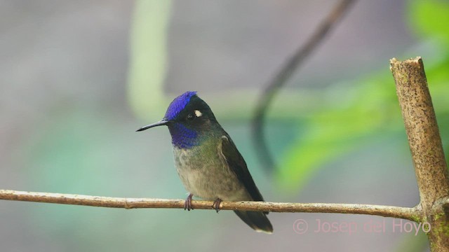 Colibri à tête violette - ML464423621