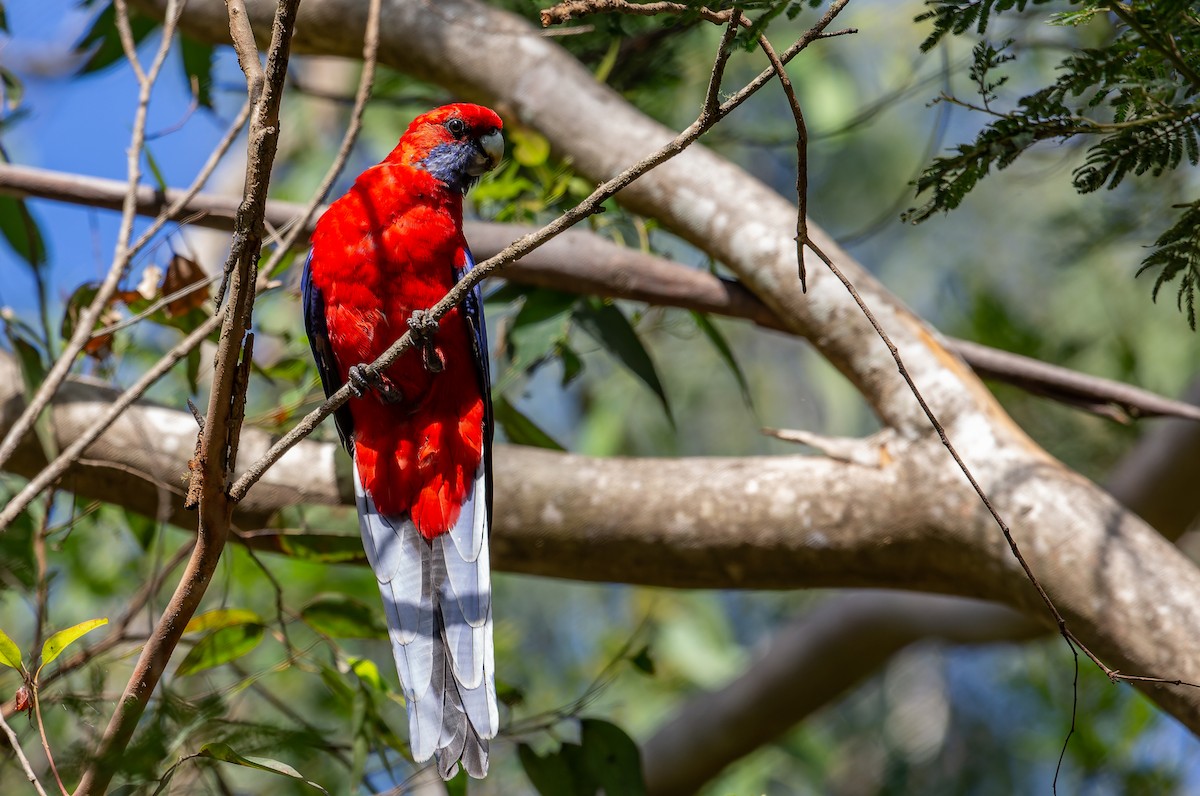 Crimson Rosella - ML464423811