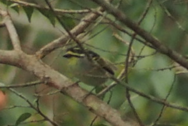 Yellow-throated Tinkerbird - Yakov Uzan