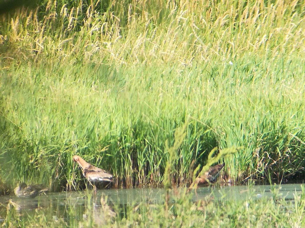 Black-tailed Godwit - ML464424091