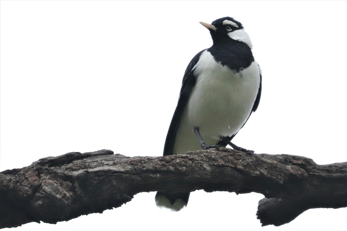 Magpie-lark - Lorix Bertling