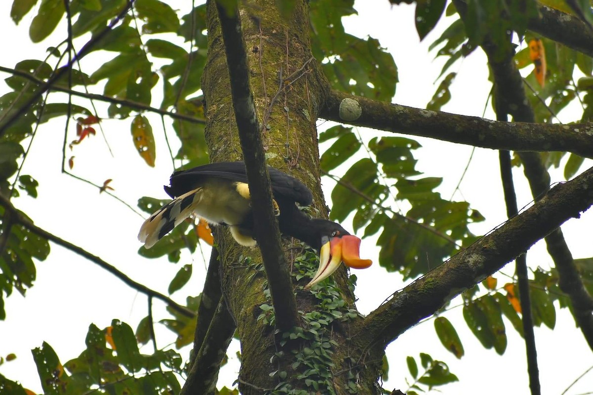 Rhinoceros Hornbill - ML464425431