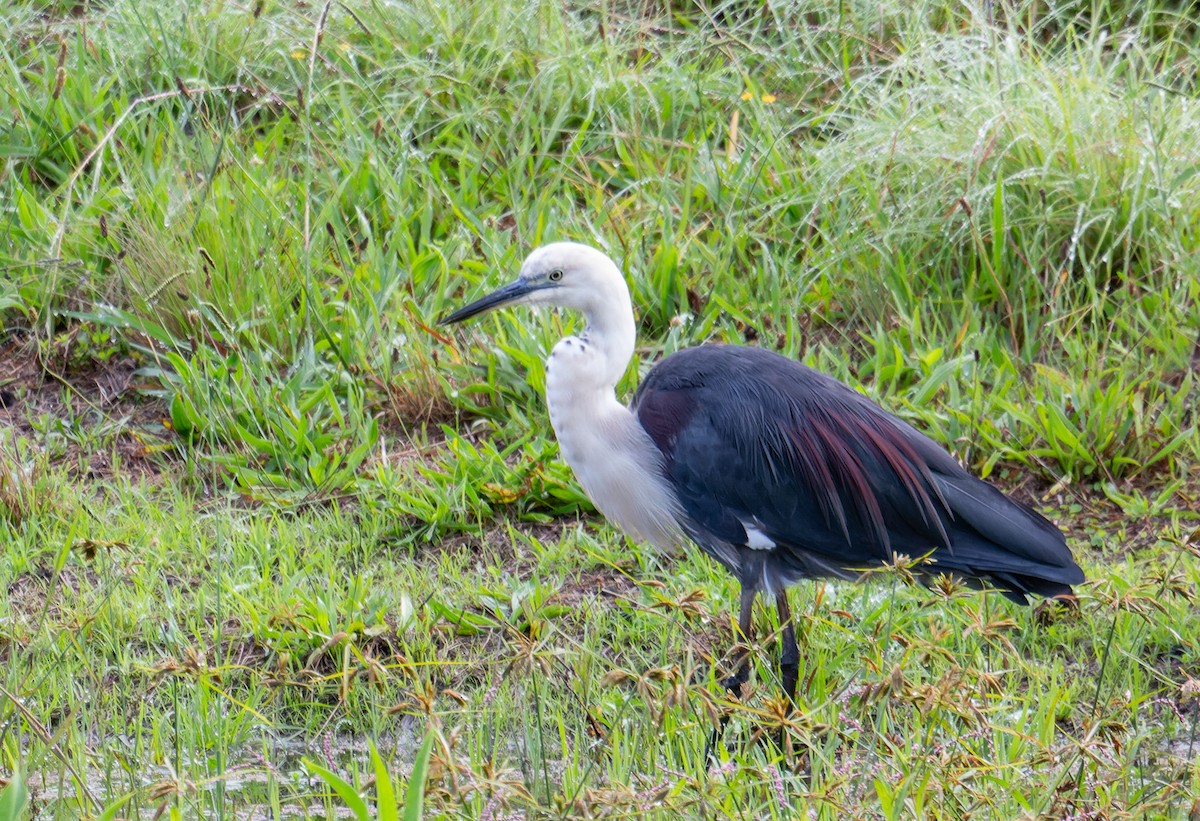 Pacific Heron - ML464426081