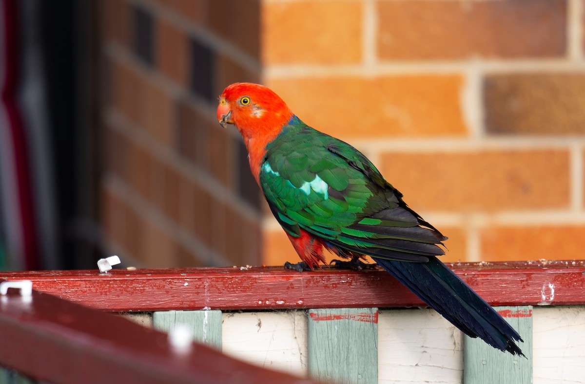 Avustralya Kral Papağanı - ML464426121