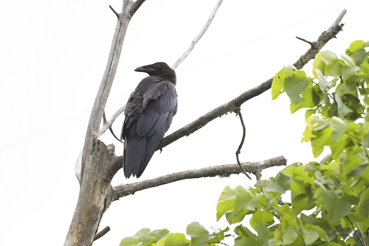Common Raven - ML464427591
