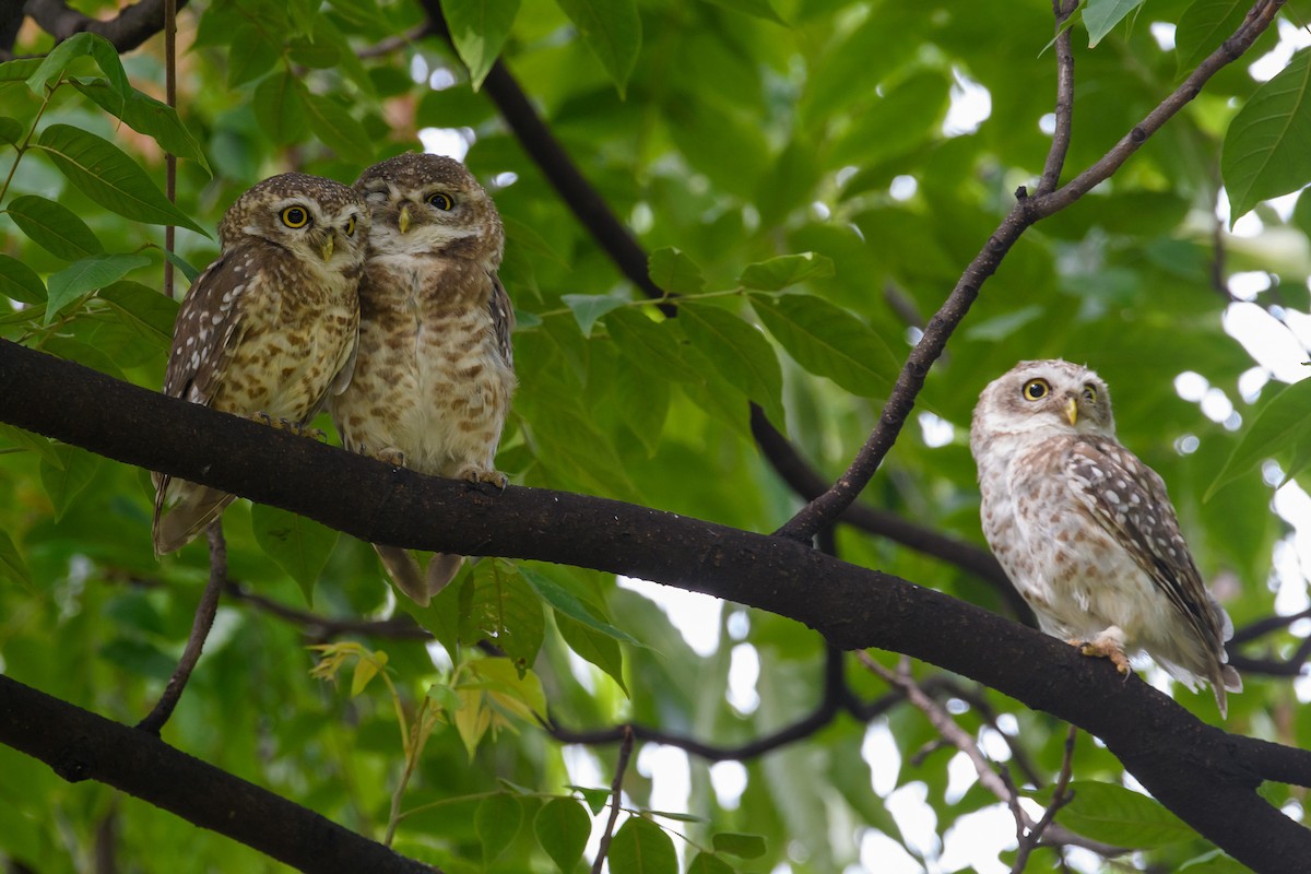 Spotted Owlet - ML464427611